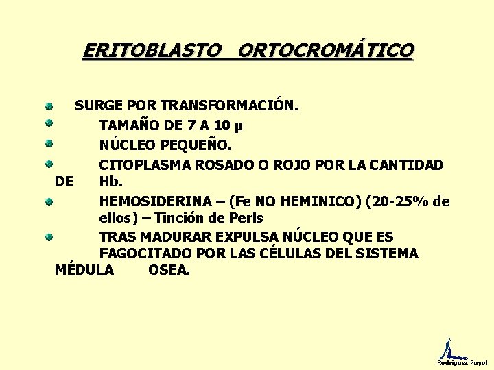 ERITOBLASTO ORTOCROMÁTICO SURGE POR TRANSFORMACIÓN. TAMAÑO DE 7 A 10 µ NÚCLEO PEQUEÑO. CITOPLASMA