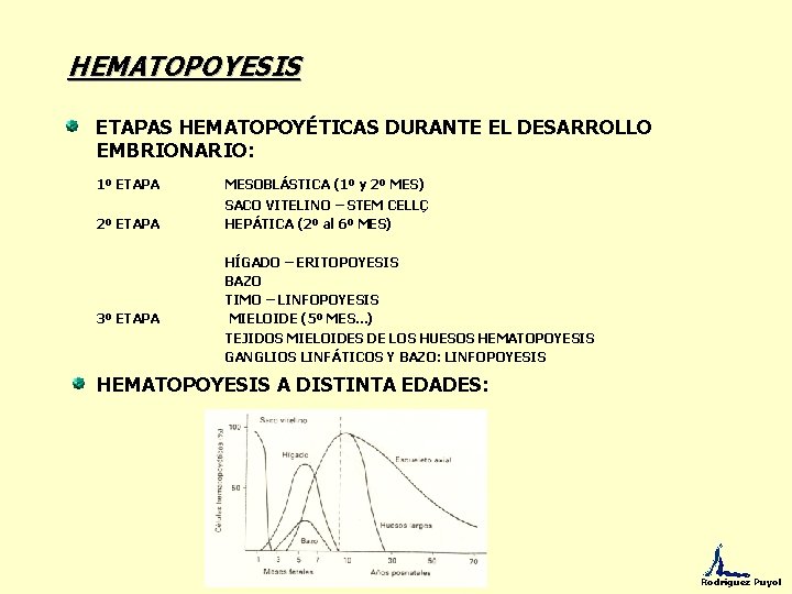 HEMATOPOYESIS ETAPAS HEMATOPOYÉTICAS DURANTE EL DESARROLLO EMBRIONARIO: 1º ETAPA MESOBLÁSTICA (1º y 2º MES)