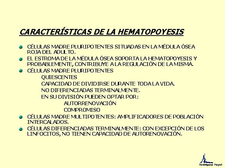 CARACTERÍSTICAS DE LA HEMATOPOYESIS CÉLULAS MADRE PLURIPOTENTES SITUADAS EN LA MÉDULA ÓSEA ROJA DEL