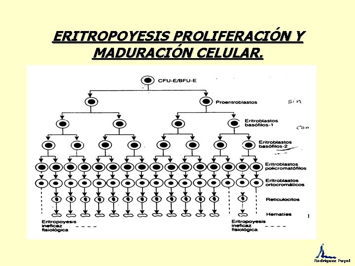 ERITROPOYESIS PROLIFERACIÓN Y MADURACIÓN CELULAR. Rodríguez Puyol 