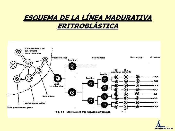 ESQUEMA DE LA LÍNEA MADURATIVA ERITROBLÁSTICA Rodríguez Puyol 