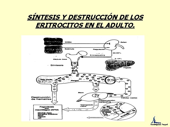 SÍNTESIS Y DESTRUCCIÓN DE LOS ERITROCITOS EN EL ADULTO. Rodríguez Puyol 