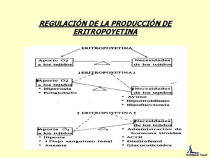 REGULACIÓN DE LA PRODUCCIÓN DE ERITROPOYETINA Rodríguez Puyol 