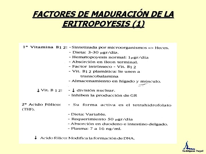 FACTORES DE MADURACIÓN DE LA ERITROPOYESIS (1) Rodríguez Puyol 