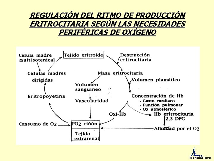 REGULACIÓN DEL RITMO DE PRODUCCIÓN ERITROCITARIA SEGÚN LAS NECESIDADES PERIFÉRICAS DE OXÍGENO Rodríguez Puyol