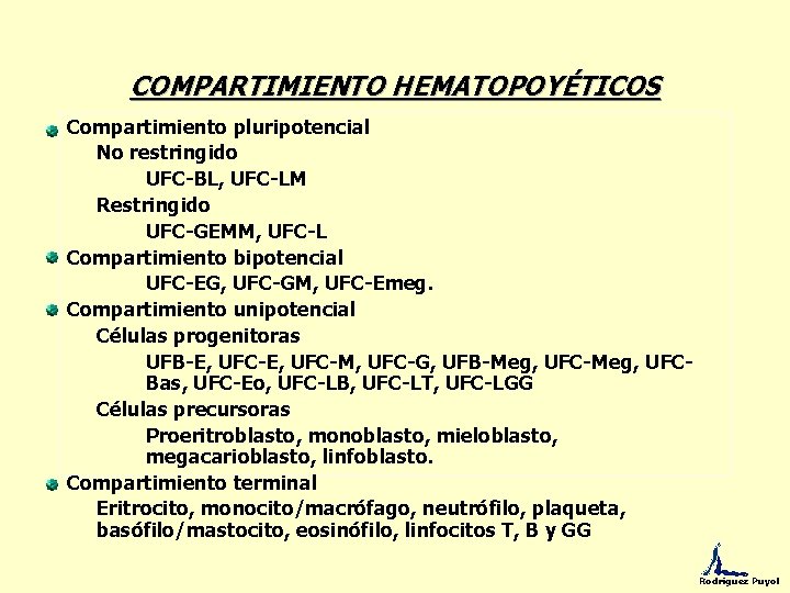 COMPARTIMIENTO HEMATOPOYÉTICOS Compartimiento pluripotencial No restringido UFC-BL, UFC-LM Restringido UFC-GEMM, UFC-L Compartimiento bipotencial UFC-EG,
