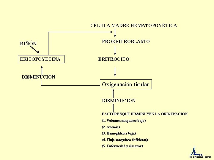 CÉLULA MADRE HEMATOPOYÉTICA RIÑÓN ERITOPOYETINA PROERITROBLASTO ERITROCITO DISMINUCIÓN Oxigenación tisular DISMINUCIÓN FACTORES QUE DISMINUYEN