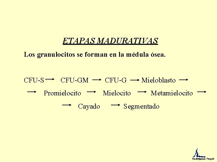 ETAPAS MADURATIVAS Los granulocitos se forman en la médula ósea. CFU-S CFU-GM CFU-G Mieloblasto
