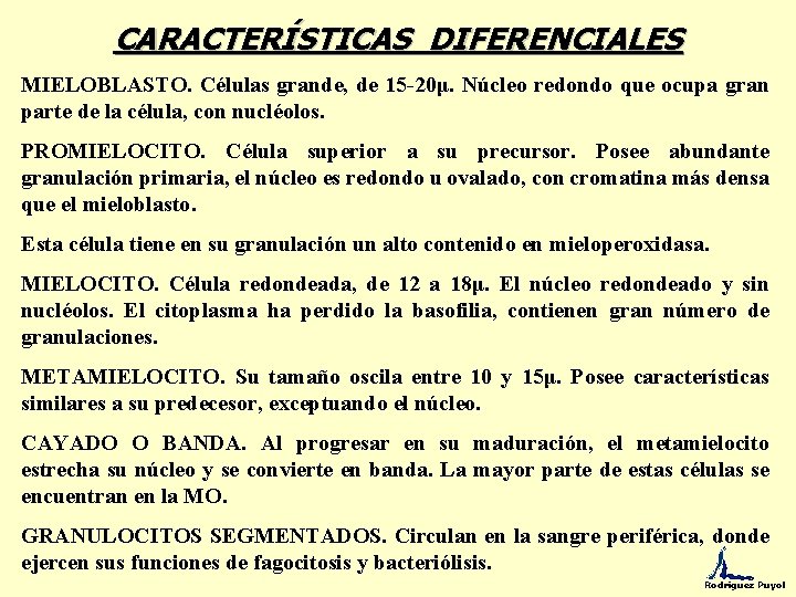 CARACTERÍSTICAS DIFERENCIALES MIELOBLASTO. Células grande, de 15 -20μ. Núcleo redondo que ocupa gran parte