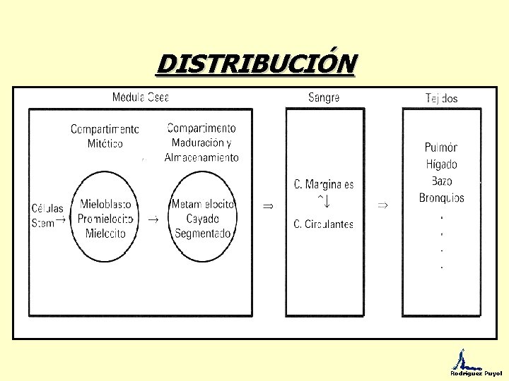 DISTRIBUCIÓN Rodríguez Puyol 