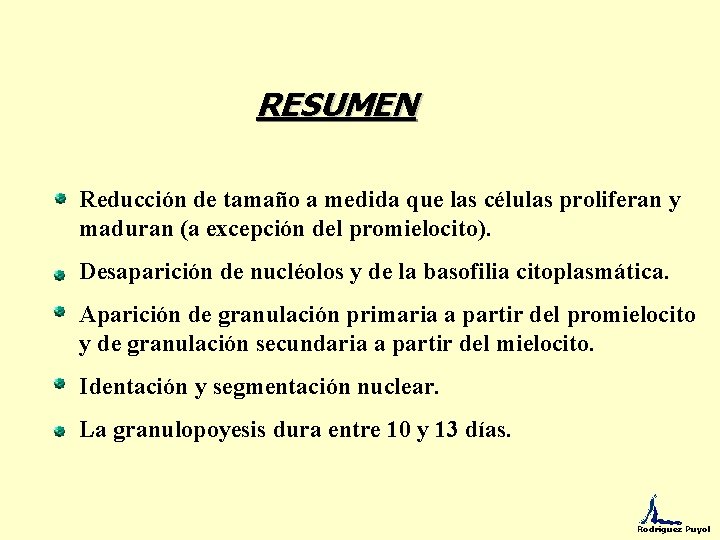 RESUMEN Reducción de tamaño a medida que las células proliferan y maduran (a excepción