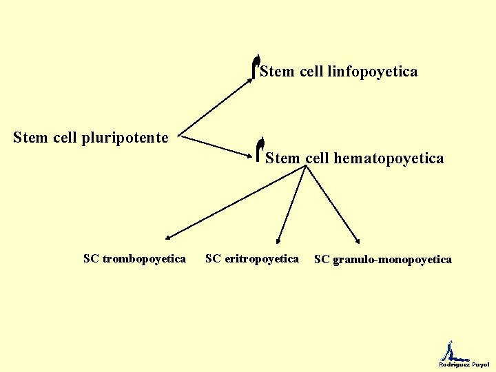  Stem cell linfopoyetica Stem cell pluripotente Stem cell hematopoyetica SC trombopoyetica SC eritropoyetica