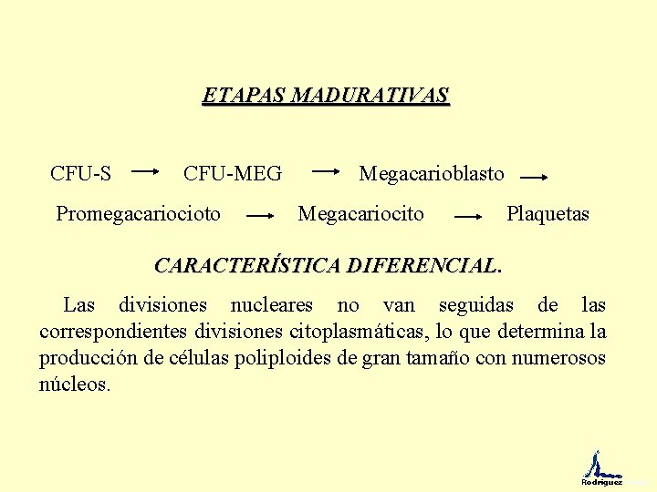 ETAPAS MADURATIVAS CFU-S CFU-MEG Megacarioblasto Promegacariocioto Megacariocito Plaquetas CARACTERÍSTICA DIFERENCIAL Las divisiones nucleares no