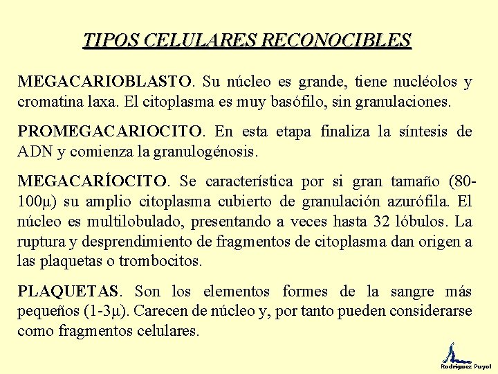 TIPOS CELULARES RECONOCIBLES MEGACARIOBLASTO. Su núcleo es grande, tiene nucléolos y cromatina laxa. El