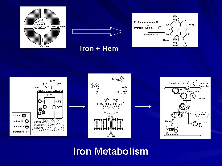 Iron + Hem Iron Metabolism 