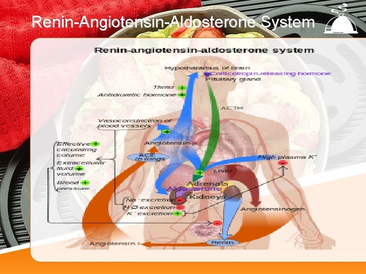 Renin-Angiotensin-Aldosterone System 