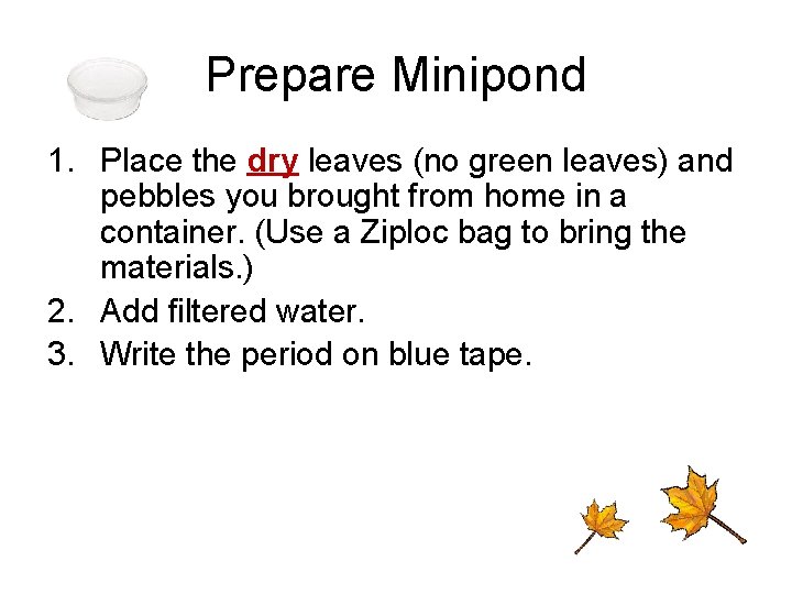 Prepare Minipond 1. Place the dry leaves (no green leaves) and pebbles you brought