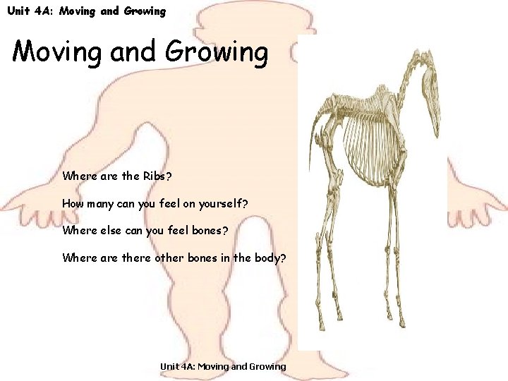 Unit 4 A: Moving and Growing Where are the Ribs? How many can you