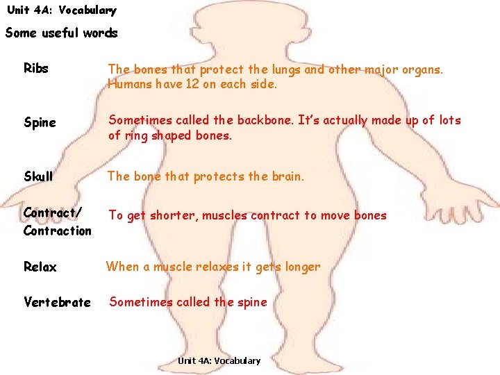 Unit 4 A: Vocabulary Some useful words Ribs The bones that protect the lungs