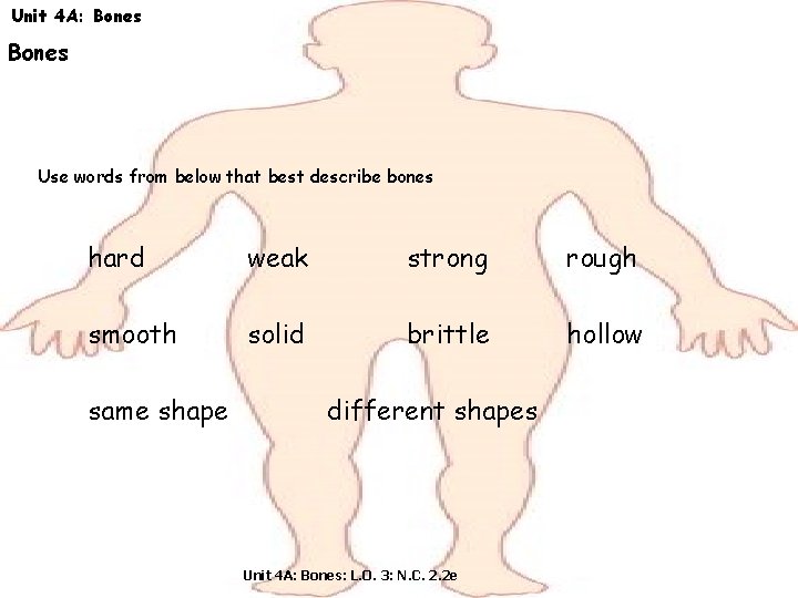 Unit 4 A: Bones Use words from below that best describe bones hard weak
