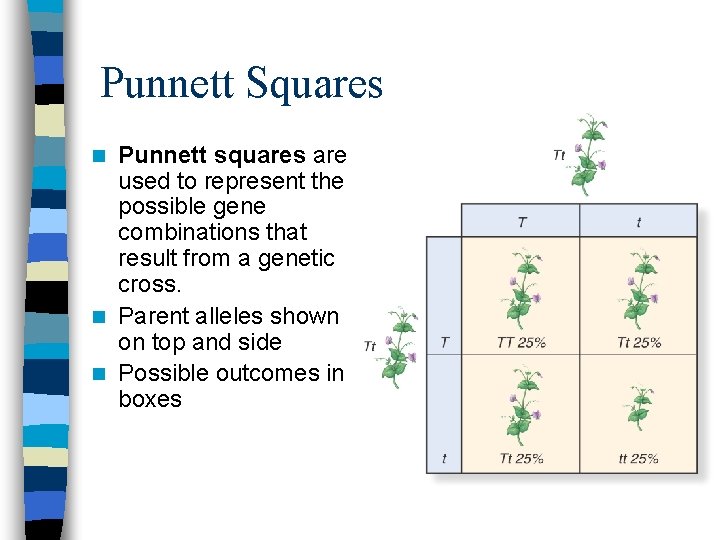 Punnett Squares Punnett squares are used to represent the possible gene combinations that result Punnett Squares Punnett squares are used to represent the possible gene combinations that result