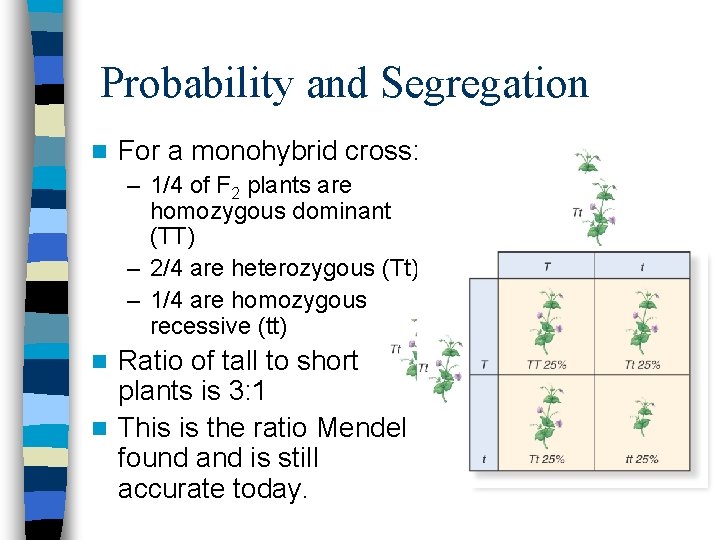 Probability and Segregation n For a monohybrid cross: – 1/4 of F 2 plants Probability and Segregation n For a monohybrid cross: – 1/4 of F 2 plants