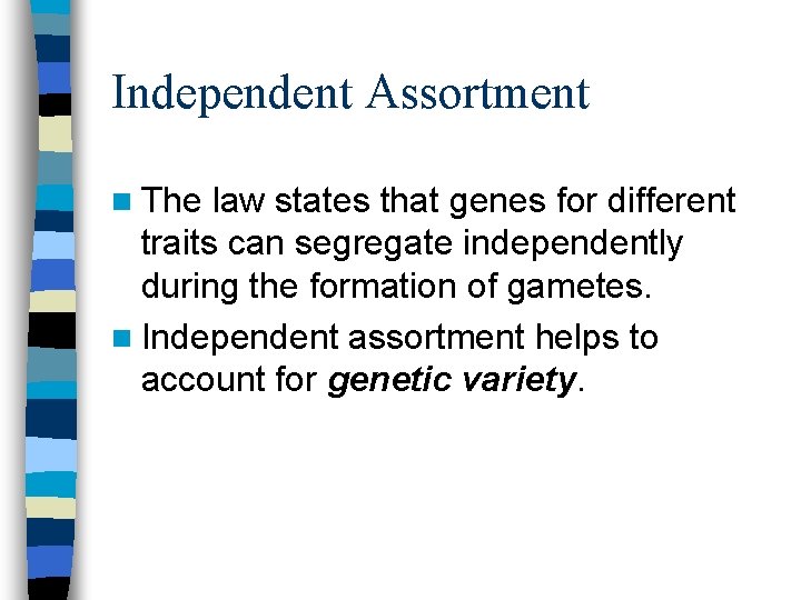Independent Assortment n The law states that genes for different traits can segregate independently Independent Assortment n The law states that genes for different traits can segregate independently