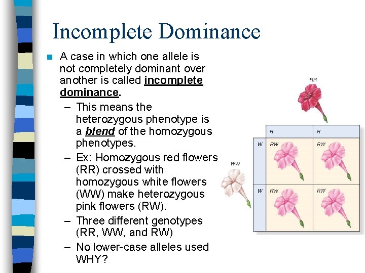 Incomplete Dominance n A case in which one allele is not completely dominant over Incomplete Dominance n A case in which one allele is not completely dominant over