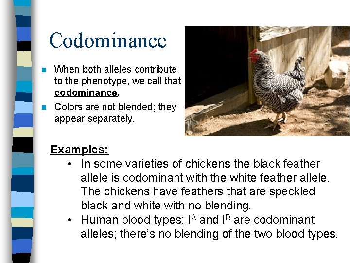 Codominance When both alleles contribute to the phenotype, we call that codominance. n Colors Codominance When both alleles contribute to the phenotype, we call that codominance. n Colors