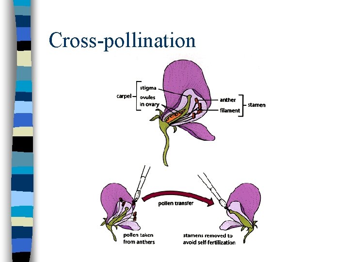 Cross-pollination Cross-pollination