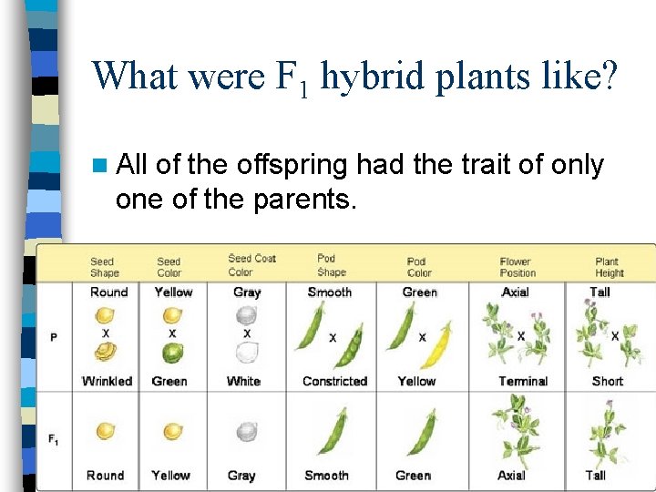 What were F 1 hybrid plants like? n All of the offspring had the What were F 1 hybrid plants like? n All of the offspring had the