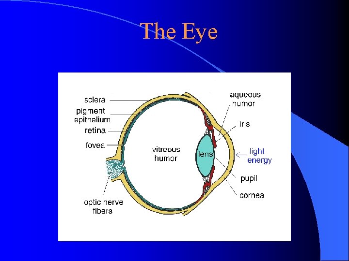 The Eye 