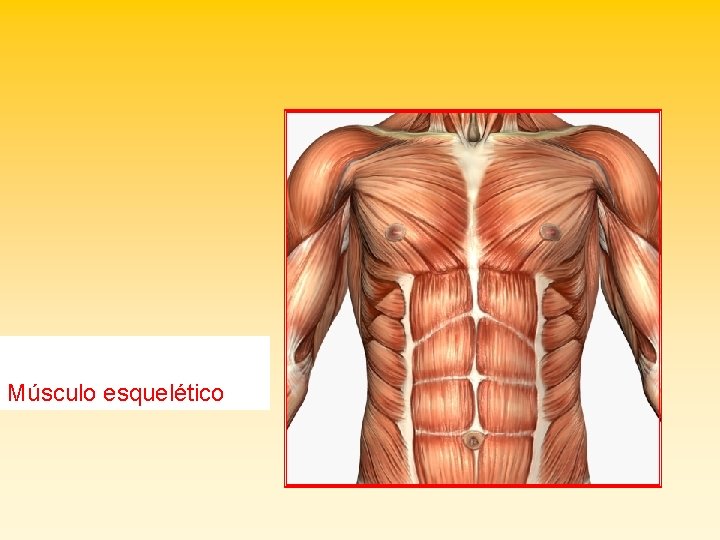 Músculo esquelético 
