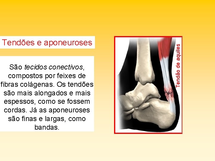 São tecidos conectivos, compostos por feixes de fibras colágenas. Os tendões são mais alongados