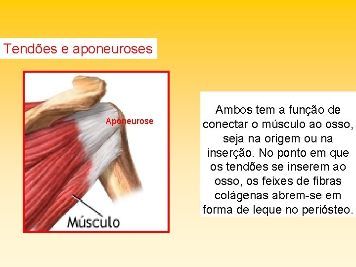 Tendões e aponeuroses Aponeurose Ambos tem a função de conectar o músculo ao osso,
