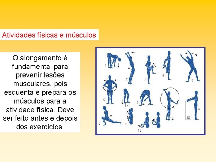 Atividades físicas e músculos O alongamento é fundamental para prevenir lesões musculares, pois esquenta