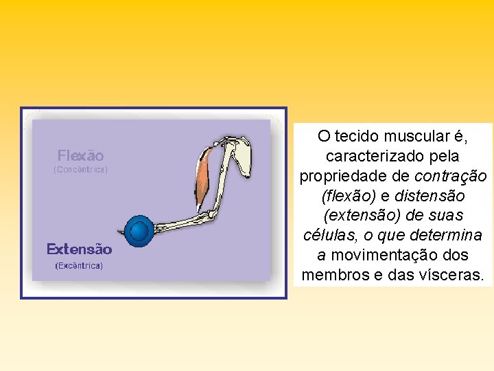 O tecido muscular é, caracterizado pela propriedade de contração (flexão) e distensão (extensão) de