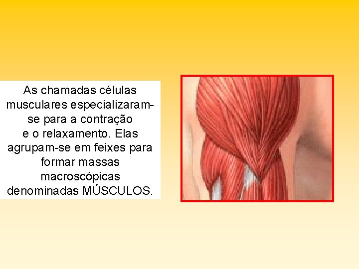 As chamadas células musculares especializaramse para a contração e o relaxamento. Elas agrupam-se em