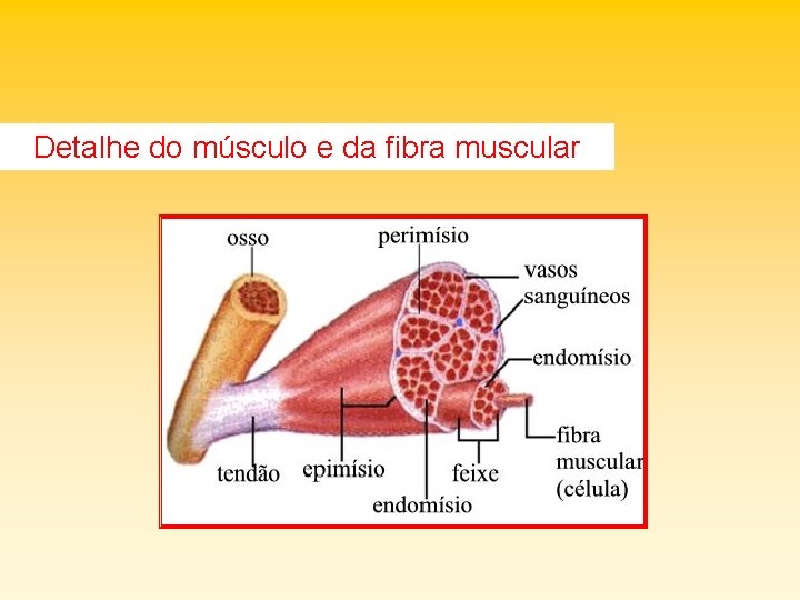 Detalhe do músculo e da fibra muscular 