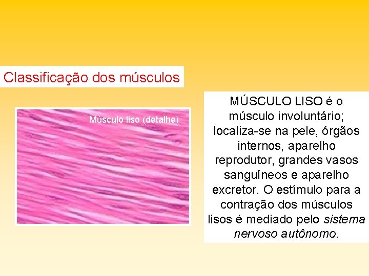 Classificação dos músculos Músculo liso (detalhe) MÚSCULO LISO é o músculo involuntário; localiza-se na