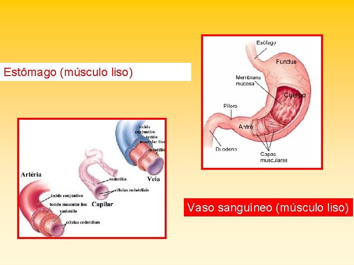Estômago (músculo liso) Vaso sanguíneo (músculo liso) 