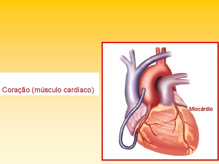 Coração (músculo cardíaco) Miocárdio 