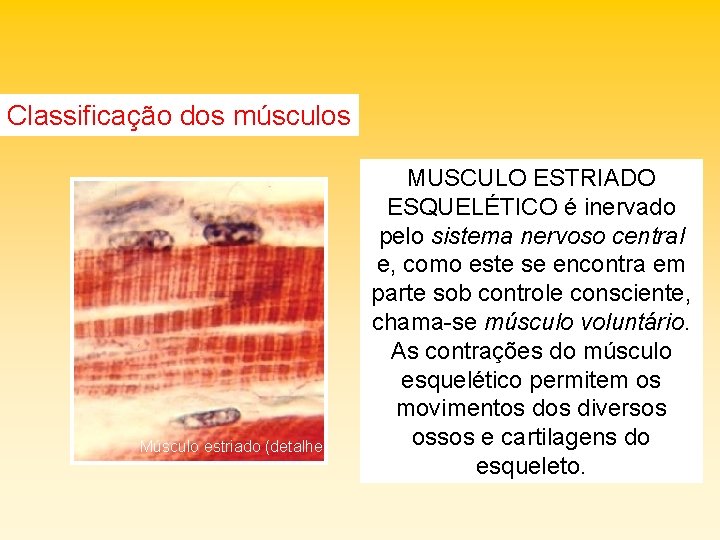 Classificação dos músculos Músculo estriado (detalhe) MUSCULO ESTRIADO ESQUELÉTICO é inervado pelo sistema nervoso