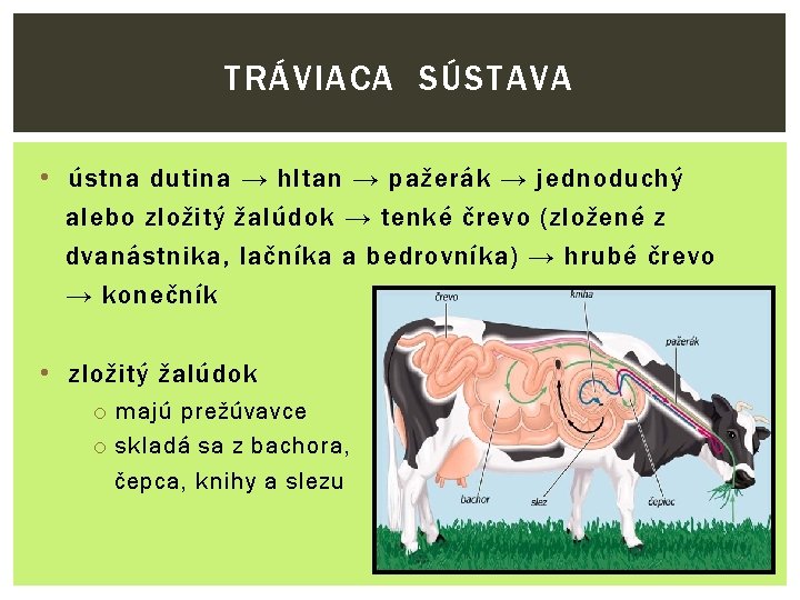 TRÁVIACA SÚSTAVA • ústna dutina → hltan → pažerák → jednoduchý alebo zložitý žalúdok