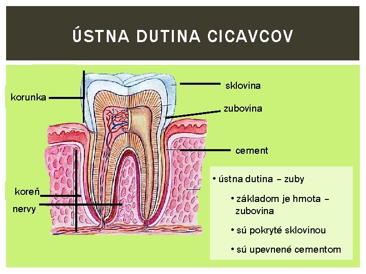 ÚSTNA DUTINA CICAVCOV korunka sklovina zubovina cement • ústna dutina – zuby koreň nervy