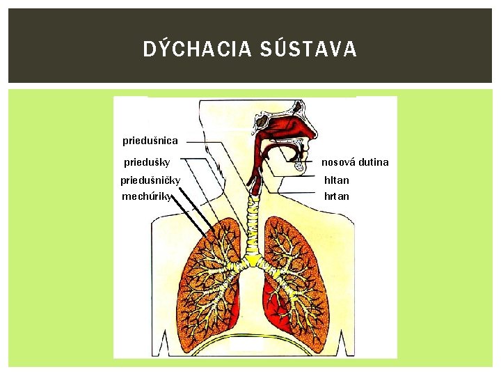 DÝCHACIA SÚSTAVA priedušnica priedušky priedušničky mechúriky nosová dutina hltan hrtan 