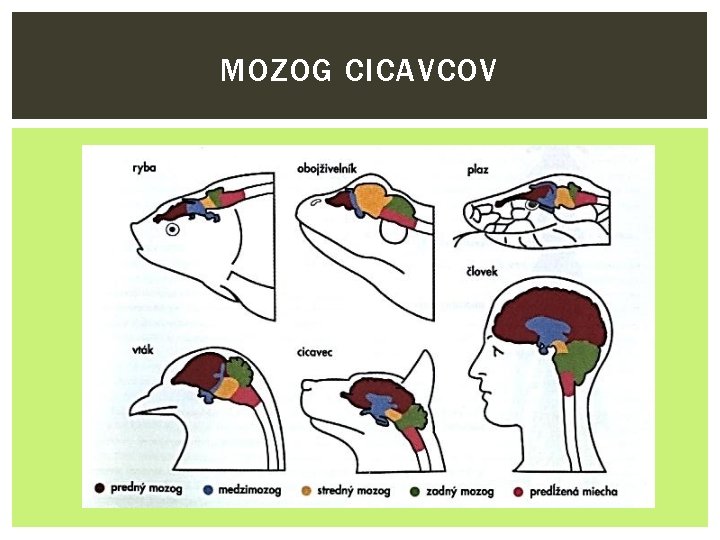 MOZOG CICAVCOV 