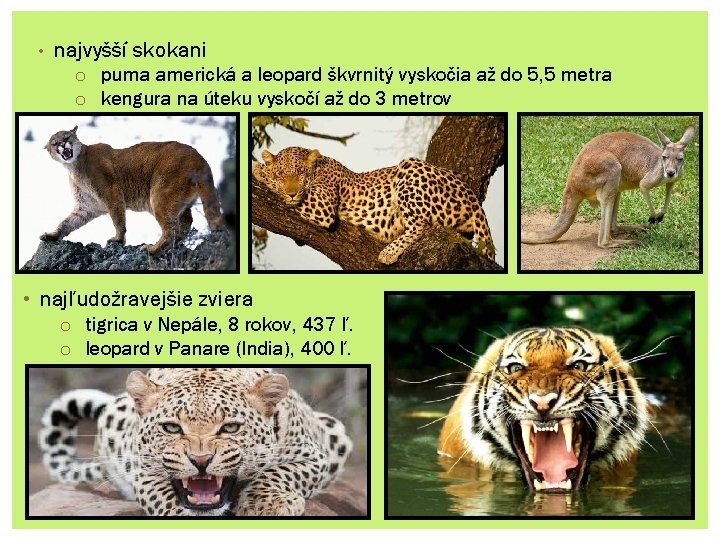  • najvyšší skokani o puma americká a leopard škvrnitý vyskočia až do 5,