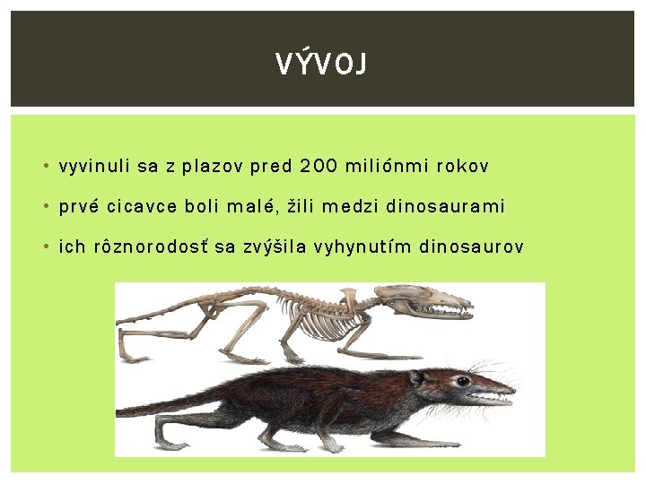 VÝVOJ • vyvinuli sa z plazov pred 200 miliónmi rokov • prvé cicavce boli