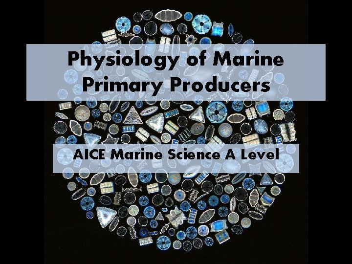 Physiology of Marine Primary Producers AICE Marine Science A Level 